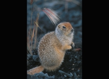 Arctic Ground Squirrel