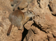 Belding's Ground Squirrel