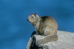 California Ground Squirrel