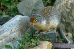 Columbian Ground Squirrel