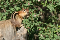Golden-mantled Ground Squirrel