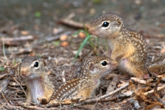 Mexican Ground Squirrel