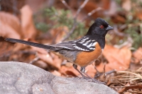 Spotted Towhee -1