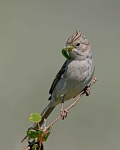 Brewer's Sparrow - 1