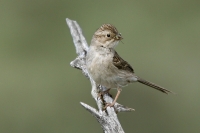 Brewer's Sparrow - 2