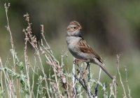 Brewer's Sparrow - 3
