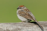 Chipping Sparrow - 1