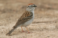 Chipping Sparrow - 2