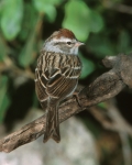 Chipping Sparrow - 3