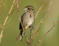 Seaside Sparrow - 1