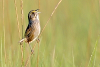 Seaside Sparrow - 2