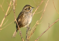 Seaside Sparrow - 3