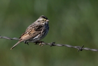 Savannah Sparrow - 1