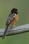 Spotted Towhee - 2