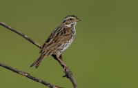Savannah Sparrow - 2