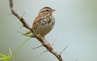 Savannah Sparrow - 3