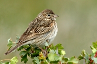 Vesper Sparrow