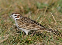 Lark Sparrow - 2