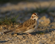 Lark Sparrow -3