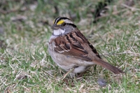 White-throated Sparrow