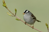 White-crowned Sparrow - 1