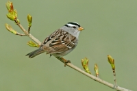 White-crowned Sparrow - 2