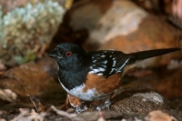 Spotted Towhee - 3
