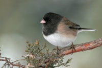Dark-eyed Junco - 1