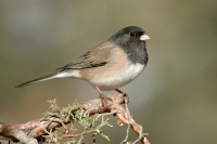 Dark-eyed Junco - 2
