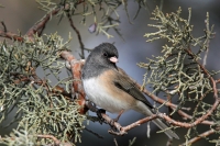Dark-eyed Junco - 3