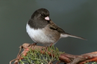 Dark-eyed Junco - 4