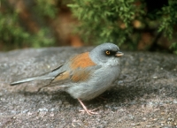 Yellow-eyed Junco - 1