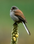 Yellow-eyed Junco - 2