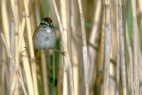 Swamp Sparrow - 1