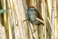 Swamp Sparrow - 2