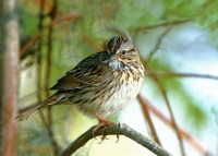 Lincoln Sparrow - 1