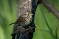 Lincoln Sparrow - 2