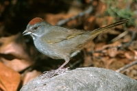 Green-tailed Towhee - 1