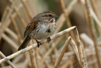 Song Sparrow