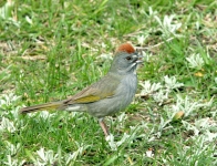 Green-tailed Towhee - 2