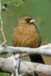 Abert's Towhee