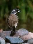 Black-throated Sparrow