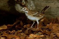 Lark Sparrow - 1