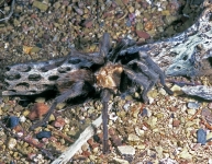 Arizona Blonde Tarantula - 1