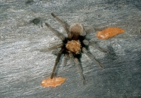 Arizona Blonde Tarantula - 2