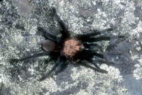 Tarantuala