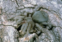 Wolf Spider