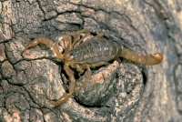 Arizona Giant Hairy Scorpion