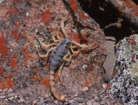 Giant Desert Hairy Scorpion