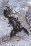 Black Scorpion